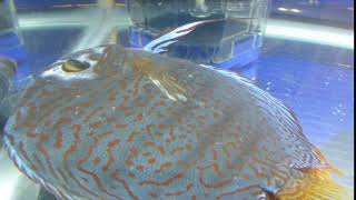 Discus amp Columnaris bacterial infection [upl. by Euhc]