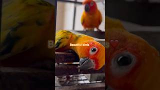 Beautiful parrots ❤️ music love sunconurebird sunconure conure conures minizoo chirping [upl. by Ullman]