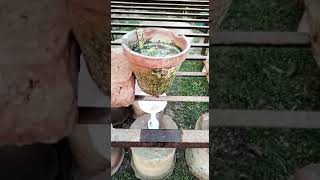 How to extract root exudates [upl. by Aihcrop]