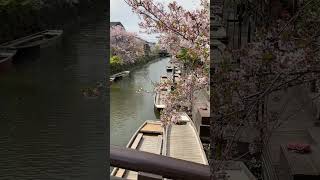 Yanagawa Fukuoka Japan Spring 2023🌸🌸🌸 [upl. by Ahsenot854]