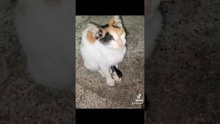 Distressed cat calms down after hearing Quran 😱 islam muslim cat quran subhanallah mashalah [upl. by Madian]