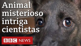 O misterioso animal híbrido de raposa e cão encontrado em estrada do RS [upl. by Lomax56]