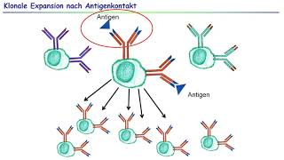 23 Primäre lymphatische Organe  Lymphozytenreifung [upl. by Naujak656]