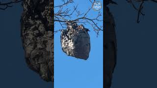 Hornet Nest hornetnest newhampshire [upl. by Idola790]