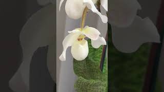 Paphiopedilum De Perle орхидеи [upl. by Zebe427]