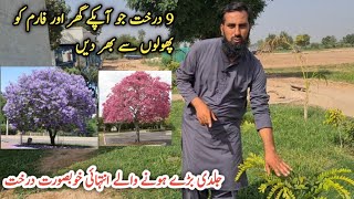 Best flowering trees selection Beautiful trees growing in my farm IR FARM [upl. by Conal]