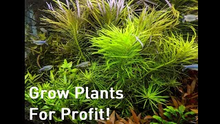 Growing Plants for Profit  An Alternative to Breeding for Profit Aquariums [upl. by Ngo]