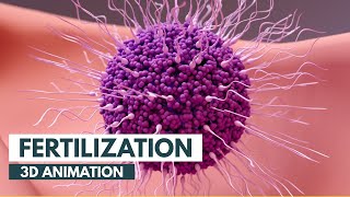 How Fertilization happens  3D Animation [upl. by Kress482]