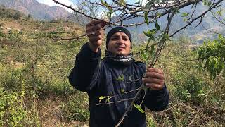 Timur Zanthoxylum armatum cultivation  मकवानपुरमा टिमुर खेती प्रबिधी Medicinal Plants [upl. by Louis]