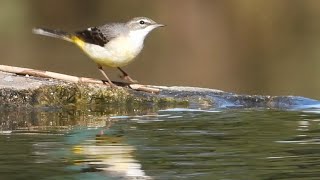 Gray Wagtail נחליאלי זנבתן Beautiful Israel [upl. by Kristan141]