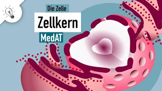 Zellkern  Aufbau amp Funktion  MedAT  Biologie [upl. by Edniya]