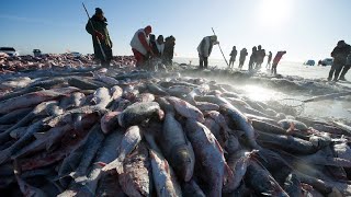 Amazing Ice Fishing  Fishing in Frozen Lake  Net Fishing skill in winter [upl. by Swagerty]