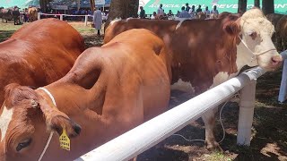 Nairobi international trade fair livestock department walk through [upl. by Benedicto2]