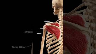 the rotator cuff yourshoulders unsung heroanatony [upl. by Risteau73]