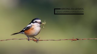 Birding On Lesvos [upl. by Hsirahc]