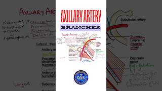 Axillary artery branches anatomy shorts axillaryarteryanatomy [upl. by Owain]