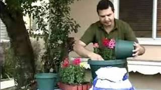 How to Grow Snapdragons  How to Plant amp Grow Snapdragons in Baskets amp Pots [upl. by Rojam]