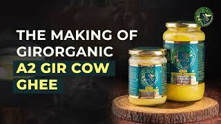 The making of Pure A2 Gir Cow Ghee Using traditional Bilona Method [upl. by Gascony705]