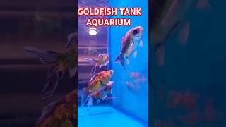 ORANDA TANK AQUARIUMshortvideooscarfishaquariumorandagoldfishorandafishviralvideosparrot [upl. by God547]