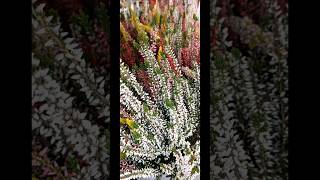 Calluna vulgaris [upl. by Penland]