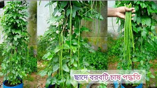 ছাদে বরবটি চাষ পদ্ধতি। [upl. by Neoma]