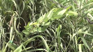 Weed of the Week 666Hemp Dogbane Air Date 1911 [upl. by Wildermuth185]