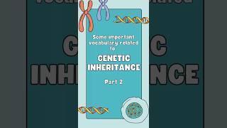 Basic genetics in 1 minute  Part 2 genetics heredity inheritance mendelian dna genes gene [upl. by Akem]