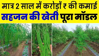 सहजन की खेती कब और कैसे की जाती हैं  DRUMSTICK FARMING PROFIT AND MARKETING  A TO Z INFORMATION [upl. by Ynahpit]