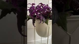 gynura aurantiaca purple passion plant houseplants indoorplants plants plantlover plantparent [upl. by Dogs]