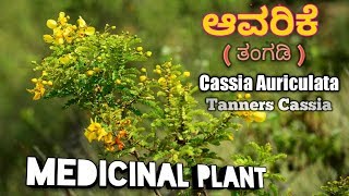 ಆವರಿಕೆ Tanners Cassia Avaram Cassia Auriculata [upl. by Rawna]