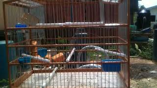 Trini bullfinch 2017 brown bird only 1 month in cage make out perfect roll by Shaffmaster [upl. by Enyalahs]