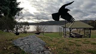 Birbs by the lake including swooping magpies [upl. by Etti596]