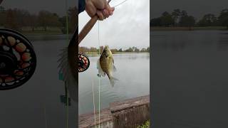 Good day at the Golf course fishing flyfishing bluegill [upl. by Richter]