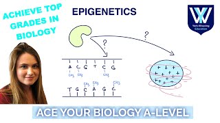 Epigenetics  ALevel Biology Revision Masterclass  AQA OCR Edexcel WJEC [upl. by Bouchier242]