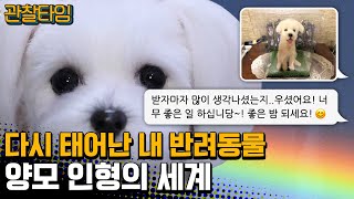 관찰타임 그리운 내 반려동물의 환생을 돕는 양모 인형 작가🐶  관찰카메라 24 213 회 [upl. by Luapnoj453]