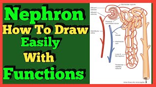 How to Draw Nephron Structure amp Functions  Class 10th  Science [upl. by Silver]