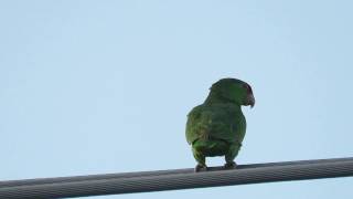 Redcrowned Amazon or Redcrowned Parrot Amazona viridigenalis [upl. by Michigan]