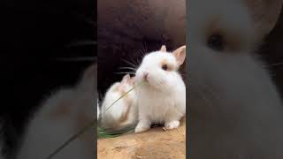 Two little rabbits fighting for grass to eat Cute things project Rabbits are cute little pets in [upl. by Manfred]