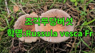 🍄조각무당버섯 학명Russula vesca Fr [upl. by Inait]