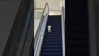 My Dogs Hilarious Reaction to Escalator Stairs [upl. by Nevuer946]