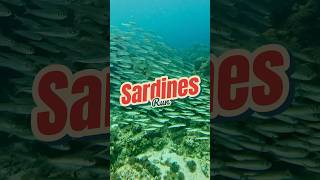 Sardines Run  moalboal fish philippines [upl. by Eizzik]