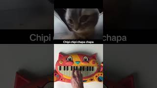 CHIPI CHIPI CHAPA CHAPA BUT ON A CAT PIANO [upl. by Nahsad]