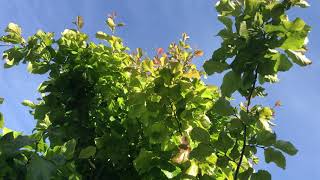 Persian Ironwood Parrotia persica [upl. by Linkoski374]