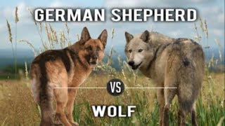 German Shepherd GSD Vs Wolf [upl. by Corenda]