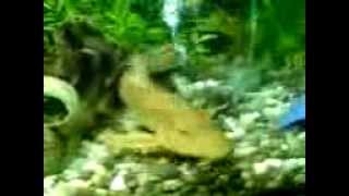 Ein Krokodil frisst keinen Wels im Aquarium ☆Filmkunst☆ [upl. by Shakti749]