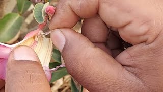 how to do pollination in adeniumpollinationgerminationadenium succulentshortstrending [upl. by Vladamir]