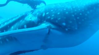 Whale Shark Rescue [upl. by Pass277]