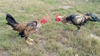 hen vs chickens vs roosters hen good video rooster good video [upl. by Raimundo707]