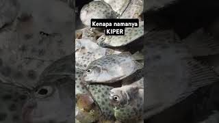 Ikan KIPER  kenapa namanya kiper [upl. by Mihcaoj300]