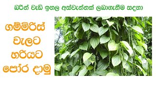 ගම්මිරිස් වගාවට නිවැරදිව පොහොර යෙදීම  Gammiris Wagawata Pohora Pepper Fertilizer In Sri Lanka [upl. by Lapotin395]